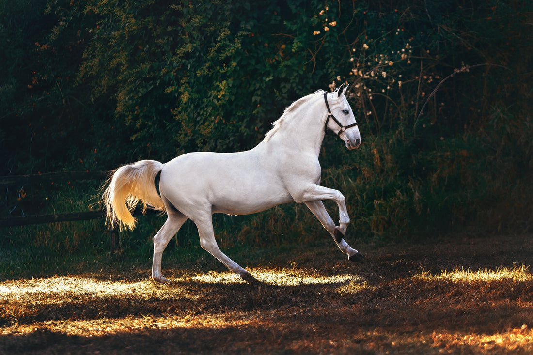 Common Injuries in Horses